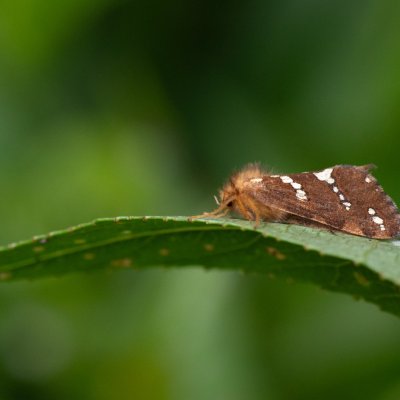 Phymatopus hecta (hrotnokřídlec lesní), SK, Štôla