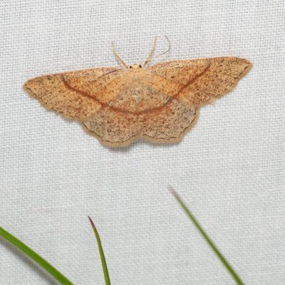 Cyclophora quercimontaria (očkovec rudopásný), Kývalka