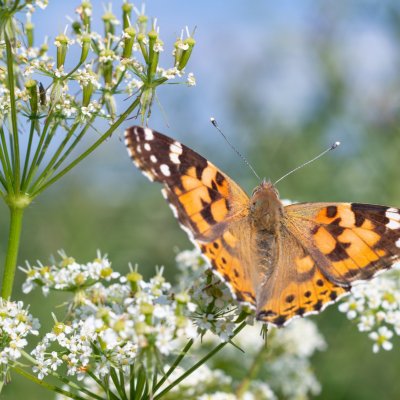 Vanessa cardui (babočka bodláková), SK, Štôla