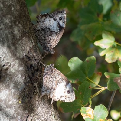 Hipparchia fagi (okáč medyňkový), HR, Jablanac