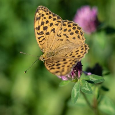 Argynnis paphia (perleťovec stříbropásek), PR Rakovecké stráně a údolí bledulí