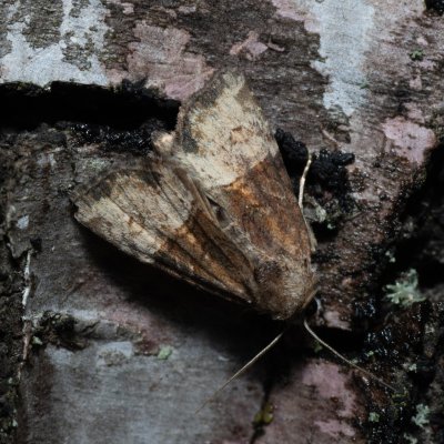 Mesoligia furuncula (šedavka dvoubarvá), Říčky