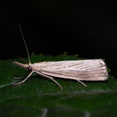 Agriphila straminella (travařík pastvinný), Helenčina studánka