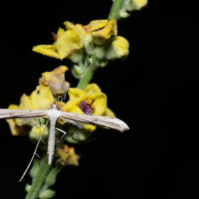 Hellinsia sp., PR Kamenný vrch