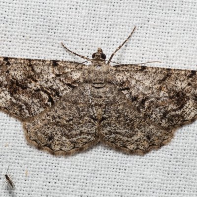 Peribatodes secundaria (různorožec jalovcový), Žebětín