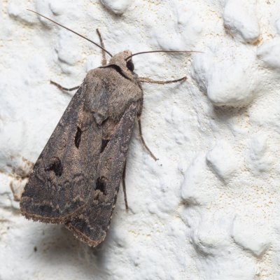 Agrotis exclamationis (osenice vykřičníková), SK, Súľov-Hradná