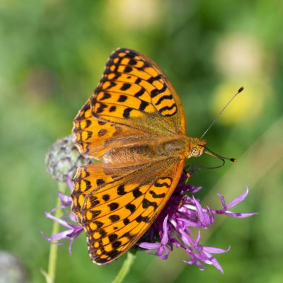 Argynnis adippe (perleťovec prostřední), Hády