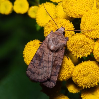 Xestia sexstrigata (osenice stínovaná), PP Střelická bažinka