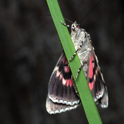 Catocala promissa (stužkonoska úzkopásá), Žebětín