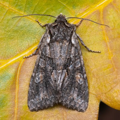 Dichonia convergens (pestroskvrnka hnědošedá), PR Kamenný vrch