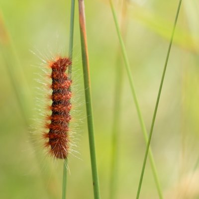 Diaphora mendica (přástevník vratičový), Havranické vřesoviště