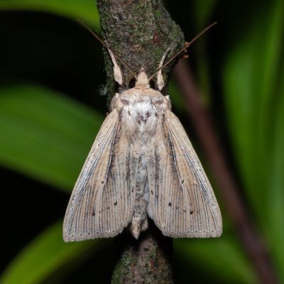 Mythimna straminea (plavokřídlec šedožlutý), Hrabětice