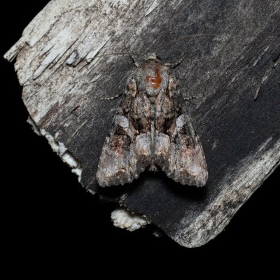 Lacanobia contigua (můra pestrá), Hády - lesní lom