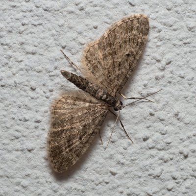 Eupithecia sp., IT, Kuens, Jižní Tyrolsko