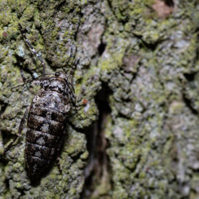 Agriopis leucophaearia (tmavoskvrnáč dubový), Kývalka