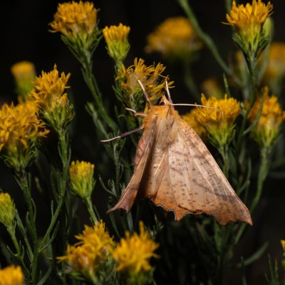 Ennomos autumnaria (zejkovec podzimní), NPP Na Adamcích