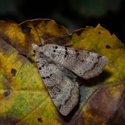 Eugnorisma depuncta (osenice tečkovaná), PR Kamenný vrch