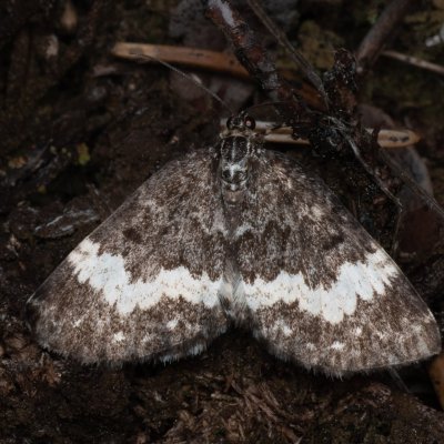 Spargania luctuata (píďalka vrbovková), PP Pohoří na Šumavě