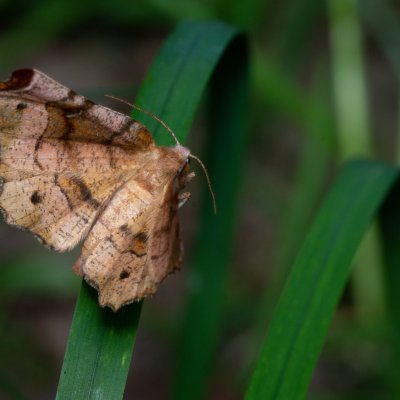 Selenia tetralunaria (zejkovec čtyřměsíčný), Žebětín