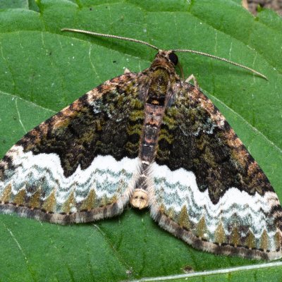 Euphyia biangulata (píďalka zelenokrajná), Nebovidy