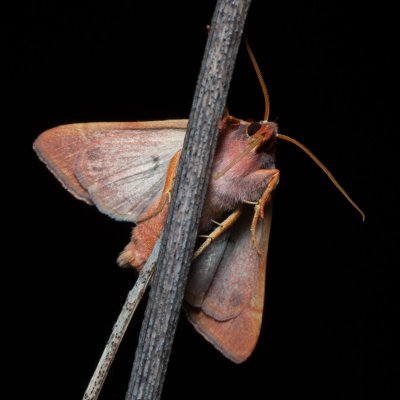 Agrochola helvola (polnice hnědá), PP Kavky