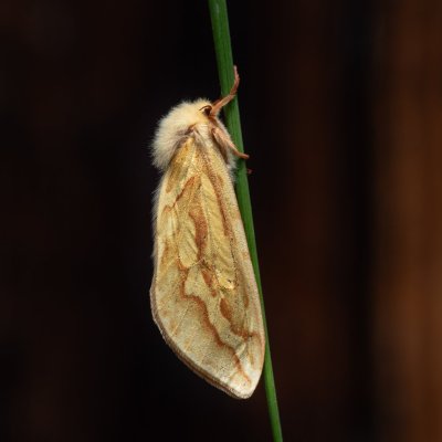 Hepialus humuli (hrotnokřídlec chmelový), SK, Štôla