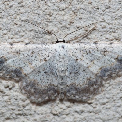 Scopula submutata (-), HR, Jablanac