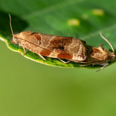 Archips xylosteana (obaleč třešňový), Podkomorská myslivna