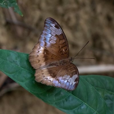 Euthalia monina (-), TH, Khao Sok