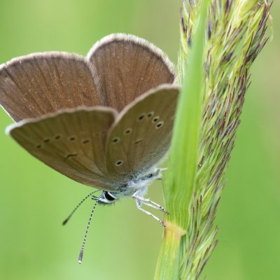 Cyaniris semiargus (modrásek lesní), SK, Štôla