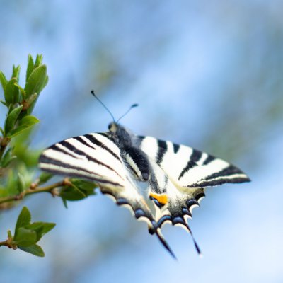 Iphiclides podalirius (otakárek ovocný), Střední Pojihlaví