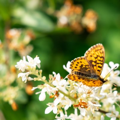 Boloria dia (perleťovec nejmenší), PR Kamenný vrch