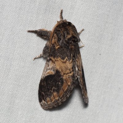 Notodonta tritophus (hřbetozubec topolový), Hády