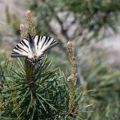 Iphiclides podalirius (otakárek ovocný), Havranické vřesoviště