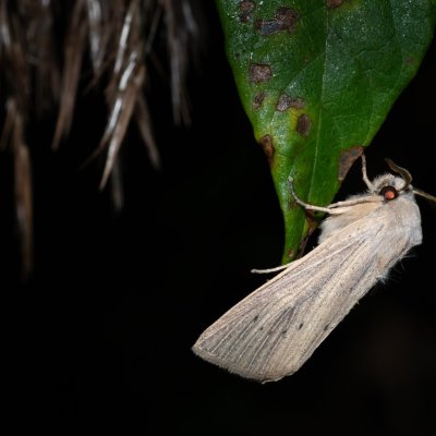 Rhizedra lutosa (rákosnice velká), PP Střelická bažinka