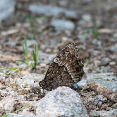 Hipparchia fagi (okáč medyňkový), Dukovany