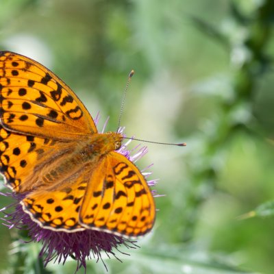 Argynnis adippe (perleťovec prostřední), PP Augšperský potok