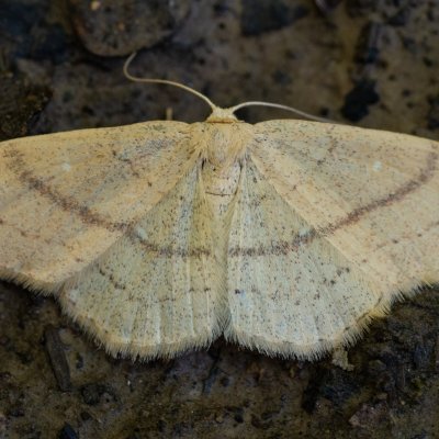 Cyclophora linearia (očkovec bukový), Březina