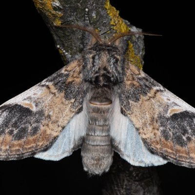 Notodonta tritophus (hřbetozubec topolový), NPP Na Adamcích