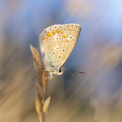 Polyommatus icarus (modrásek jehlicový), PR Kamenný vrch