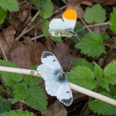 Anthocharis cardamines (bělásek řeřichový), PR Údolí Říčky
