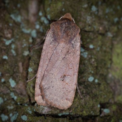 Conistra erythrocephala (zimovnice rudohlavá), Žebětín