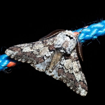 Biston strataria (drsnokřídlec lipový), Kývalka