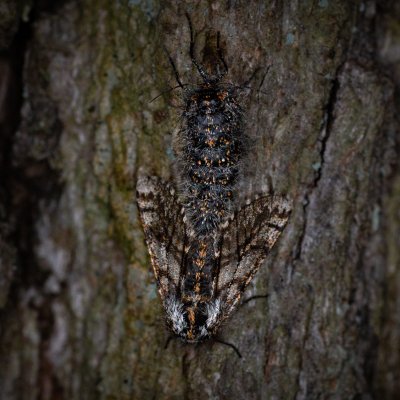 Lycia pomonaria (drsnokřídlec ovocný), Žebětín