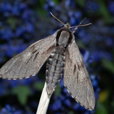 Sphinx pinastri (lišaj borový), Kývalka