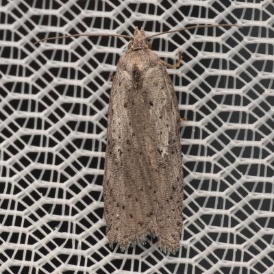 Acleris lipsiana (-), PR Pavlovské mokřady