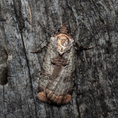 Epilecta linogrisea (osenice žlutošedá), PP Milovická stráň