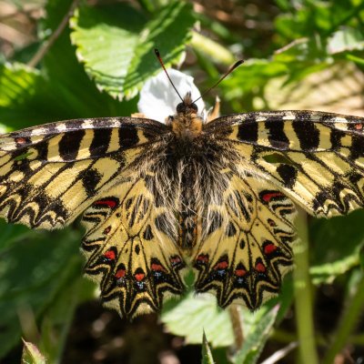 Zerynthia polyxena (pestrokřídlec podražcový), Biskoupky
