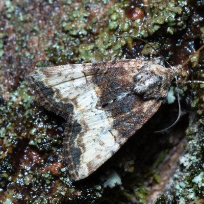 Mesoligia furuncula (šedavka dvoubarvá), Hrušovany u Brna