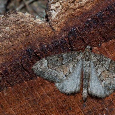 Thera obeliscata (píďalka sosnová), Devět křížů